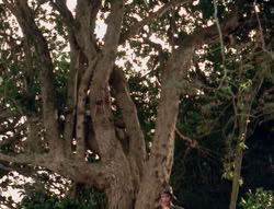 extant_XenaWarriorPrincess_4x03_AFamilyAffair_01774
