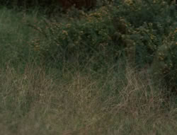 extant_XenaWarriorPrincess_4x03_AFamilyAffair_02515