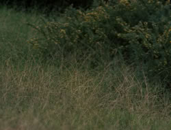 extant_XenaWarriorPrincess_4x03_AFamilyAffair_02516
