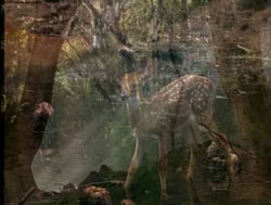 extant_XenaWarriorPrincess_4x04-InSicknessAndInHell_00013