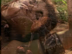 extant_XenaWarriorPrincess_4x04-InSicknessAndInHell_00017