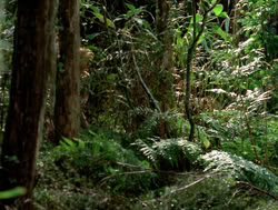 extant_XenaWarriorPrincess_4x04-InSicknessAndInHell_00640