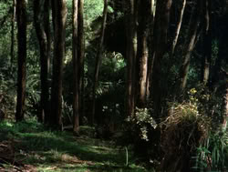 extant_XenaWarriorPrincess_4x04-InSicknessAndInHell_00799