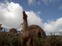 extant_XenaWarriorPrincess_4x04-InSicknessAndInHell_01401