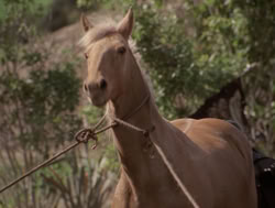 extant_XenaWarriorPrincess_4x04-InSicknessAndInHell_01426
