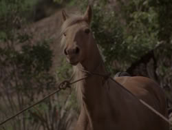 extant_XenaWarriorPrincess_4x04-InSicknessAndInHell_01427