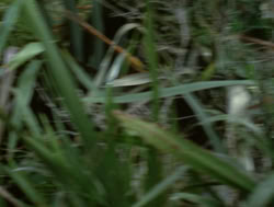 extant_XenaWarriorPrincess_4x04-InSicknessAndInHell_02576