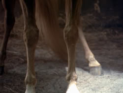 extant_XenaWarriorPrincess_4x04-InSicknessAndInHell_02718