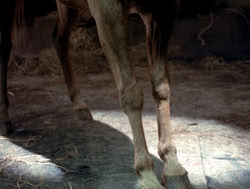 extant_XenaWarriorPrincess_4x04-InSicknessAndInHell_02757