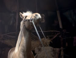 extant_XenaWarriorPrincess_4x04-InSicknessAndInHell_02783