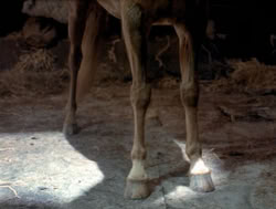 extant_XenaWarriorPrincess_4x04-InSicknessAndInHell_02811