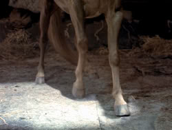 extant_XenaWarriorPrincess_4x04-InSicknessAndInHell_02812