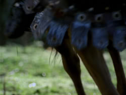 extant_XenaWarriorPrincess_4x04-InSicknessAndInHell_02968
