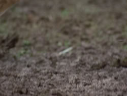 extant_XenaWarriorPrincess_4x04-InSicknessAndInHell_03210