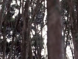 extant_XenaWarriorPrincess_4x07-LockedUpAndTiedDown_0003