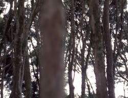 extant_XenaWarriorPrincess_4x07-LockedUpAndTiedDown_0004