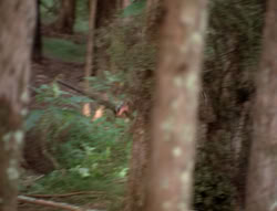 extant_XenaWarriorPrincess_4x07-LockedUpAndTiedDown_0073