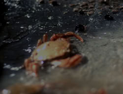 extant_XenaWarriorPrincess_4x07-LockedUpAndTiedDown_0566
