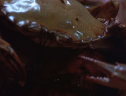 extant_XenaWarriorPrincess_4x07-LockedUpAndTiedDown_2123