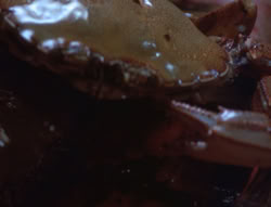 extant_XenaWarriorPrincess_4x07-LockedUpAndTiedDown_2124