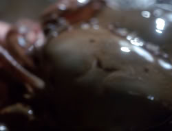 extant_XenaWarriorPrincess_4x07-LockedUpAndTiedDown_2127