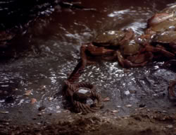 extant_XenaWarriorPrincess_4x07-LockedUpAndTiedDown_2141