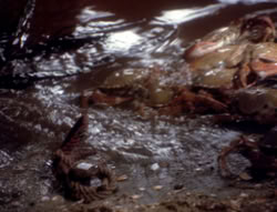 extant_XenaWarriorPrincess_4x07-LockedUpAndTiedDown_2142