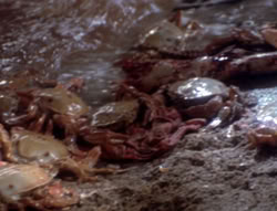 extant_XenaWarriorPrincess_4x07-LockedUpAndTiedDown_2147
