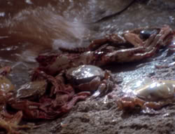 extant_XenaWarriorPrincess_4x07-LockedUpAndTiedDown_2148