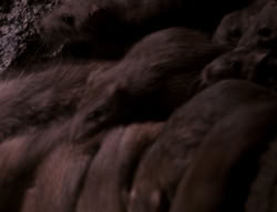 extant_XenaWarriorPrincess_4x07-LockedUpAndTiedDown_2297