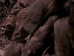 extant_XenaWarriorPrincess_4x07-LockedUpAndTiedDown_2322