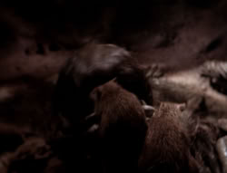 extant_XenaWarriorPrincess_4x07-LockedUpAndTiedDown_2338