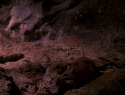 extant_XenaWarriorPrincess_4x07-LockedUpAndTiedDown_2468