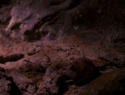 extant_XenaWarriorPrincess_4x07-LockedUpAndTiedDown_2469