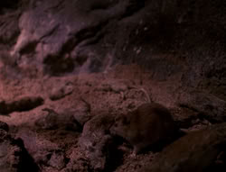 extant_XenaWarriorPrincess_4x07-LockedUpAndTiedDown_2470