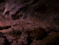 extant_XenaWarriorPrincess_4x07-LockedUpAndTiedDown_2471