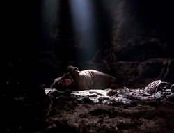 extant_XenaWarriorPrincess_4x07-LockedUpAndTiedDown_2742