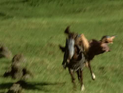 4x08-Crusader_000129