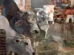 extant_XenaWarriorPrincess_4x14_Devi_00020