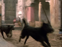 extant_XenaWarriorPrincess_4x14_Devi_01799