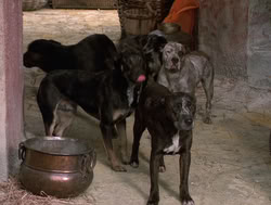 extant_XenaWarriorPrincess_4x14_Devi_01937