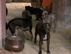 extant_XenaWarriorPrincess_4x14_Devi_01938
