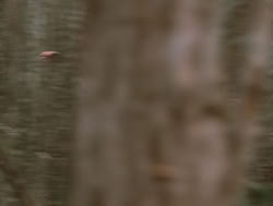 extant_XenaWarriorPrincess_4x14_Devi_02815