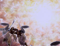 extant_XenaWarriorPrincess_5x01-FallenAngel_00363