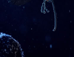 extant_XenaWarriorPrincess_5x01-FallenAngel_01121