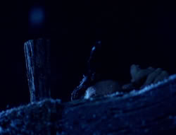 extant_XenaWarriorPrincess_5x01-FallenAngel_01125