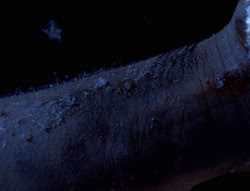 extant_XenaWarriorPrincess_5x01-FallenAngel_01166