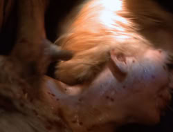 extant_XenaWarriorPrincess_5x01-FallenAngel_01658
