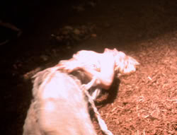 extant_XenaWarriorPrincess_5x01-FallenAngel_01699