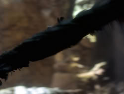 extant_XenaWarriorPrincess_5x01-FallenAngel_02813